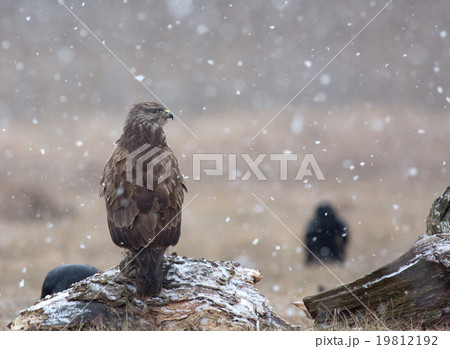 Common buzzard (Buteo buteo) in a snowstorm ,meado Common buzzard (Buteo buteo) in a snowstorm ,meado 19812192