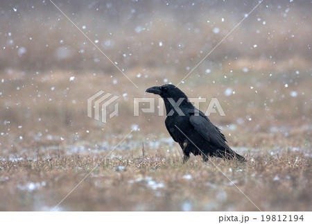 Raven (Corvus corax) in a snowstorm in the meadow 19812194
