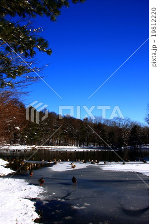 冬の水辺 冬の水辺 19812220