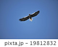 オオワシ 19812832