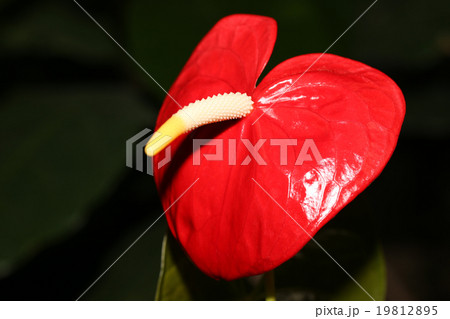 オオベニウチワ  19812895