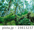 深い森の写真 19813237