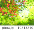 紅葉の写真 19813240