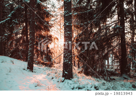 Forest in the winter against the sun. 19813943