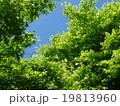 新緑 19813960
