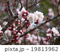 桜三分咲き 19813962