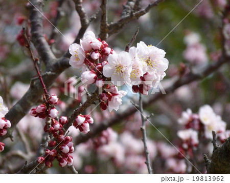 桜三分咲き 桜三分咲き 19813962