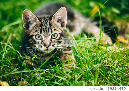 Playful Cute Gray Cat Kitten Play In Grass Outdoor Playful Cute Gray Cat Kitten Play In Grass Outdoor 19814430