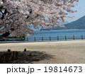 ウサギのいる風景（桜） 19814673