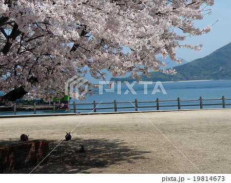 ウサギのいる風景(桜) ウサギのいる風景(桜) 19814673