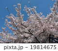 満開の桜と青空 19814675