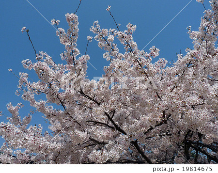 満開の桜と青空 満開の桜と青空 19814675