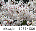 満開の桜 19814680