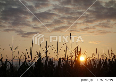 とうもろこし畑 19814749