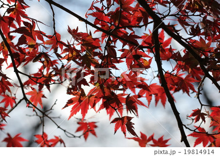 秋といえばの写真素材 [19814914] - PIXTA