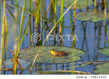 green frog on lily leaf floating in a pond 19815428