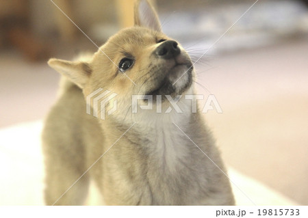 豆柴犬 豆柴犬 19815733
