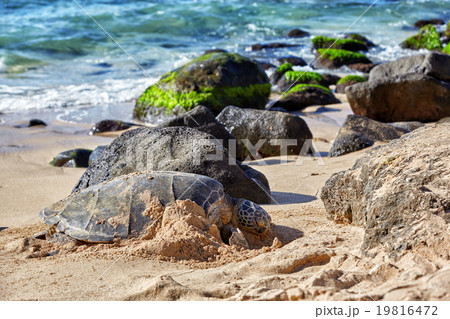 giant green sea turtle at Laniakea beach, Hawaii giant green sea turtle at Laniakea beach, Hawaii 19816472