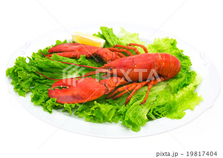 オマール海老　ロブスター 19817404