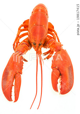 オマール海老　ロブスター 19817415
