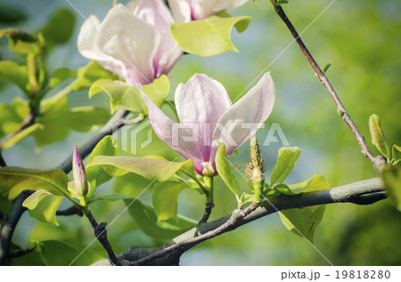 Magnolia spring flowers 19818280