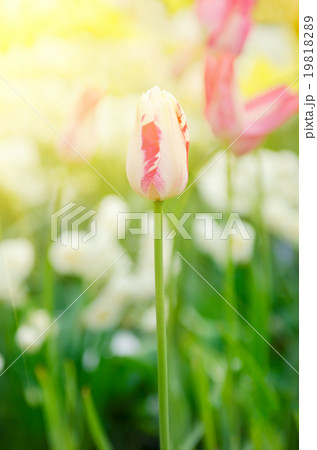 Pink and white tulip flowers 19818289