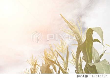 Rural scenery landscape 19818797