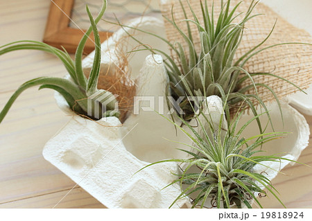 エアープランツ 19818924