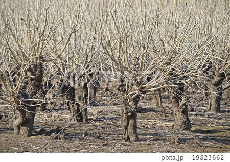冬の桑畑（枯桑） 19823662