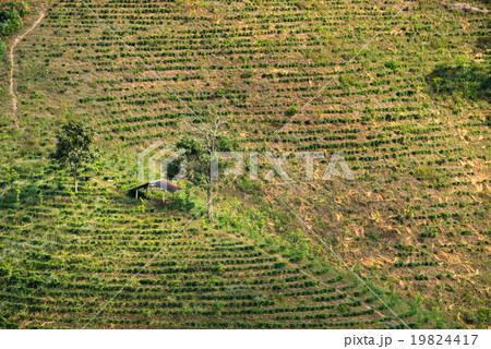Close up slope mountain plantation in Thailand. 19824417