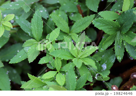 源平シモツケの葉と雨雫 19824646