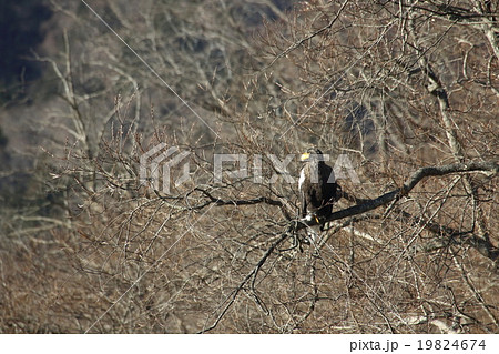 枝にとまるオオワシ 19824674