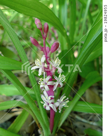 キチジョウソウ 19824955