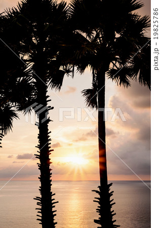 Silhouette image of tree with color of sunset 19825786