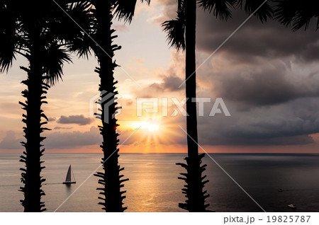 Silhouette image of tree with color of sunset 19825787