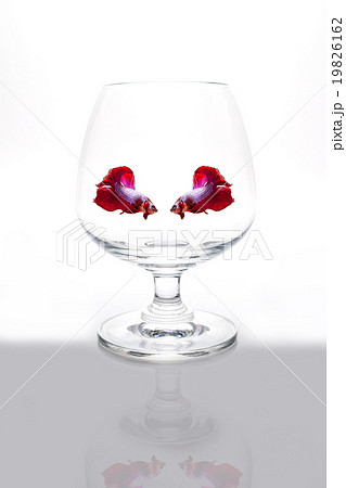 Red siamese fighting fish in wine glass. 19826162