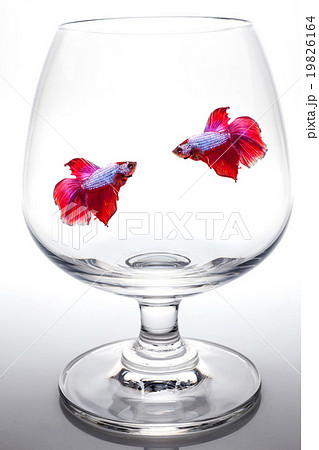 Siamese fighting fish in whiskey glass. 19826164