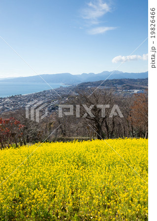 菜の花畑（二宮町吾妻山公園）の季節風景 19826466