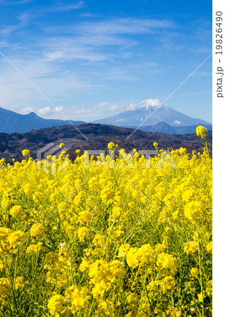 菜の花と富士山（二宮町吾妻山公園） 19826490