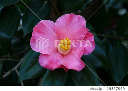 椿　（寒椿） 19827069