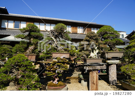 1月春花園BONSAI美術館07盆栽 1月春花園BONSAI美術館07盆栽 19827280