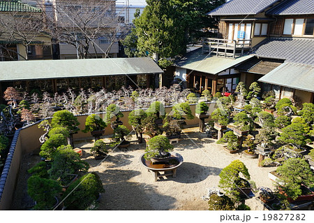 1月春花園BONSAI美術館09盆栽 1月春花園BONSAI美術館09盆栽 19827282