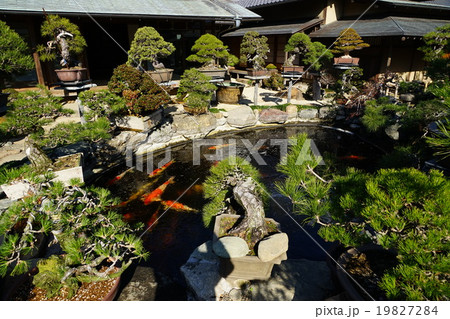 1月春花園BONSAI美術館11盆栽と錦鯉 1月春花園BONSAI美術館11盆栽と錦鯉 19827284