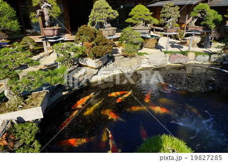 1月春花園BONSAI美術館12盆栽と錦鯉 1月春花園BONSAI美術館12盆栽と錦鯉 19827285