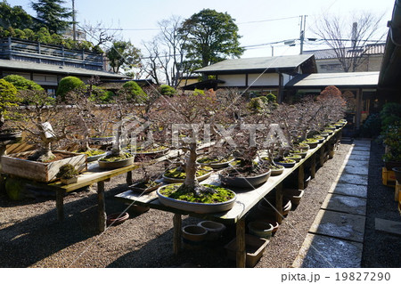 1月春花園BONSAI美術館17盆栽 19827290