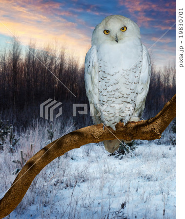 Snowy Owl during sunset 19830701