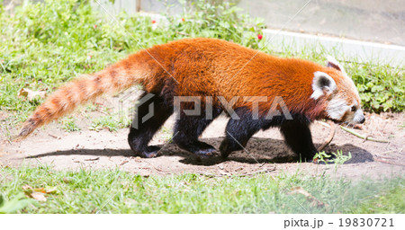 Red panda Red panda 19830721