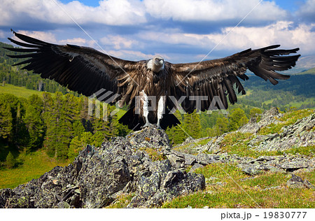 vulture against rocks 19830777