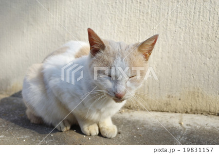 日差しに目を細める冬の猫 街の猫の写真素材