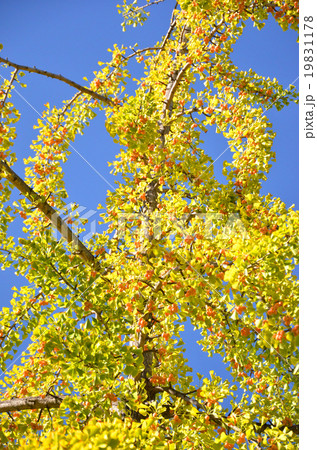 実った銀杏 19831178